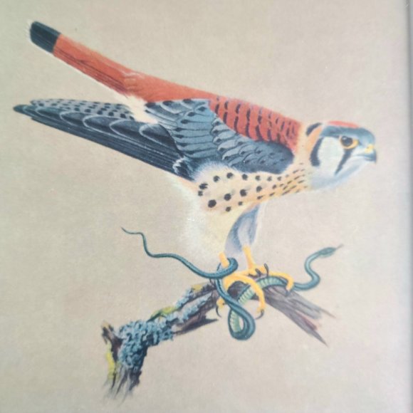 Vintage framed picture of bird. Sparrow Hawk. - Picture 3 of 6